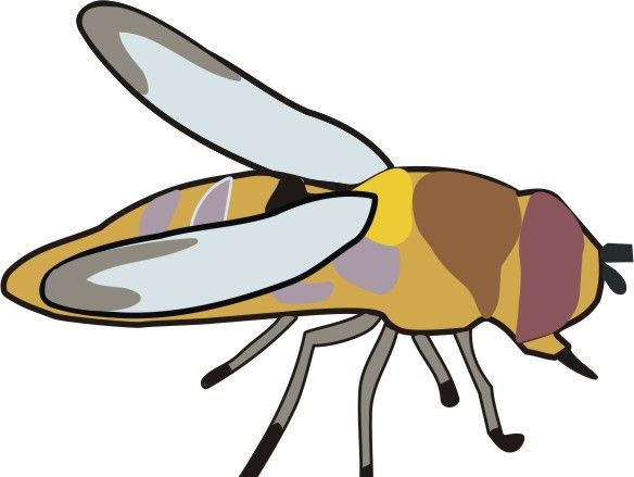 coloring pages insects. Insect Coloring Pages