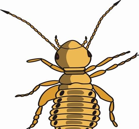 Louse Coloring Pages